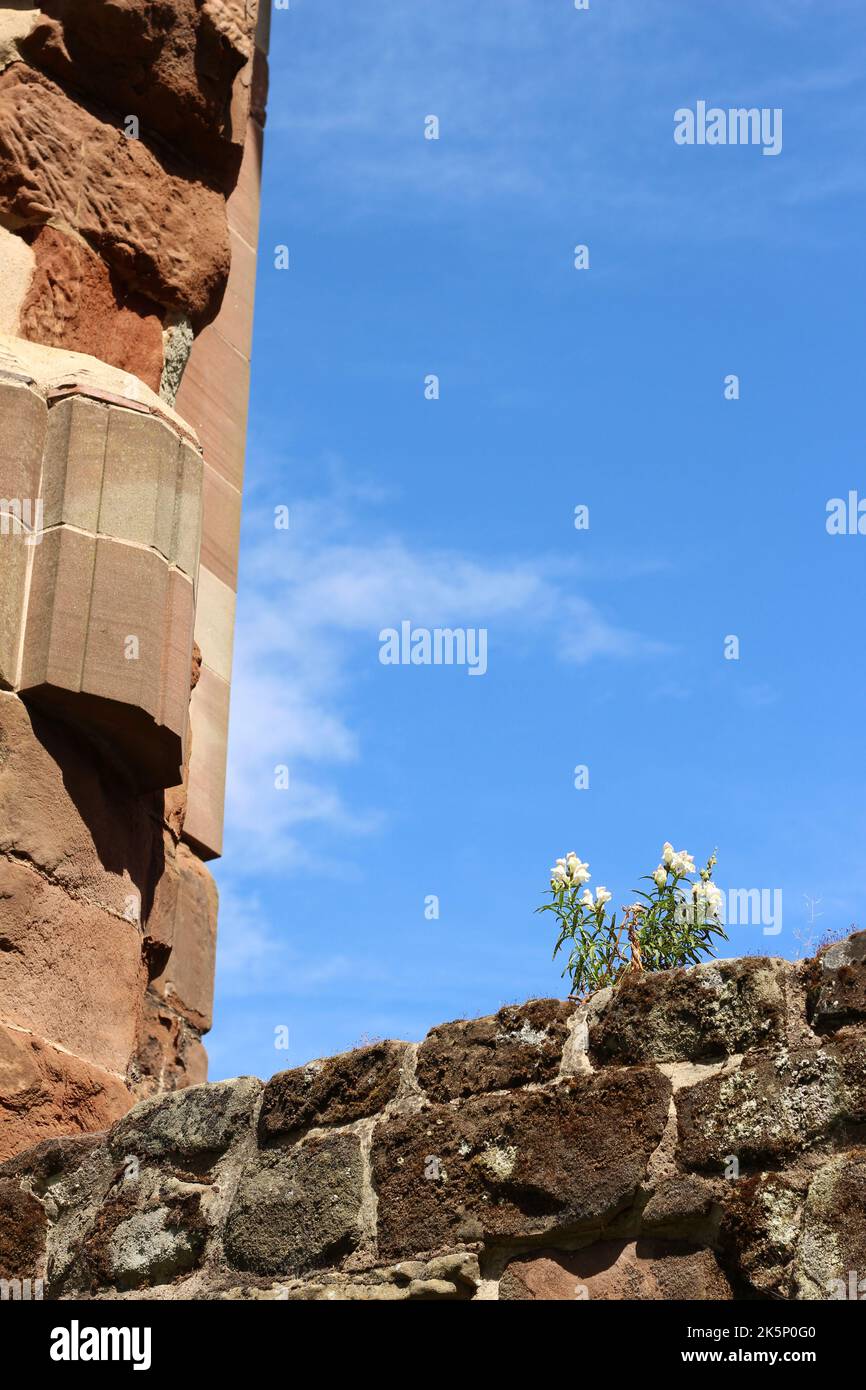 Un snapdragon (Antirrhinum) fleurit sur un mur dans le domaine de la cathédrale de Worcester Banque D'Images