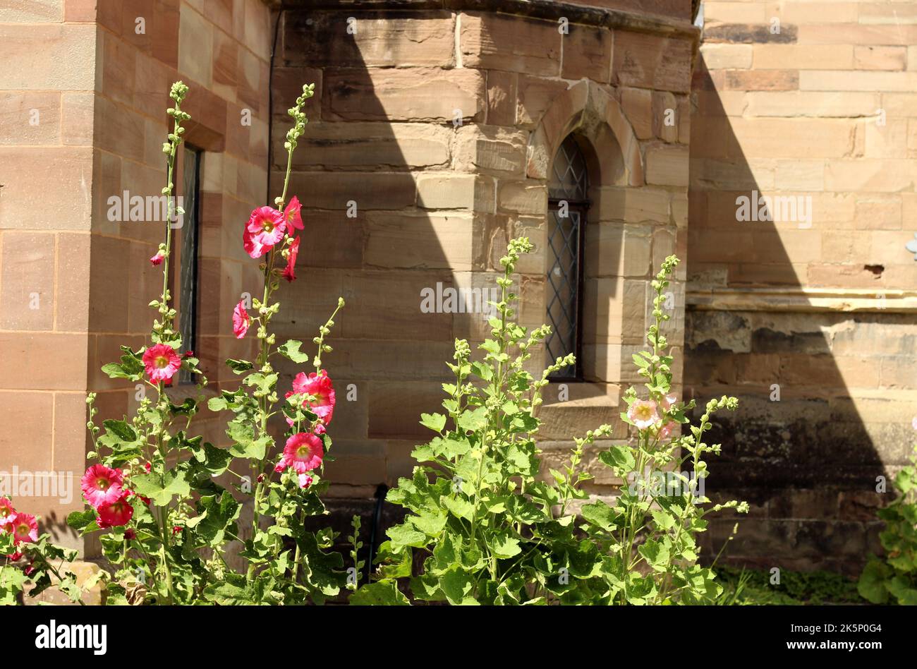 Des hollyhocks fleurissent dans le domaine de la cathédrale de Worcester Banque D'Images