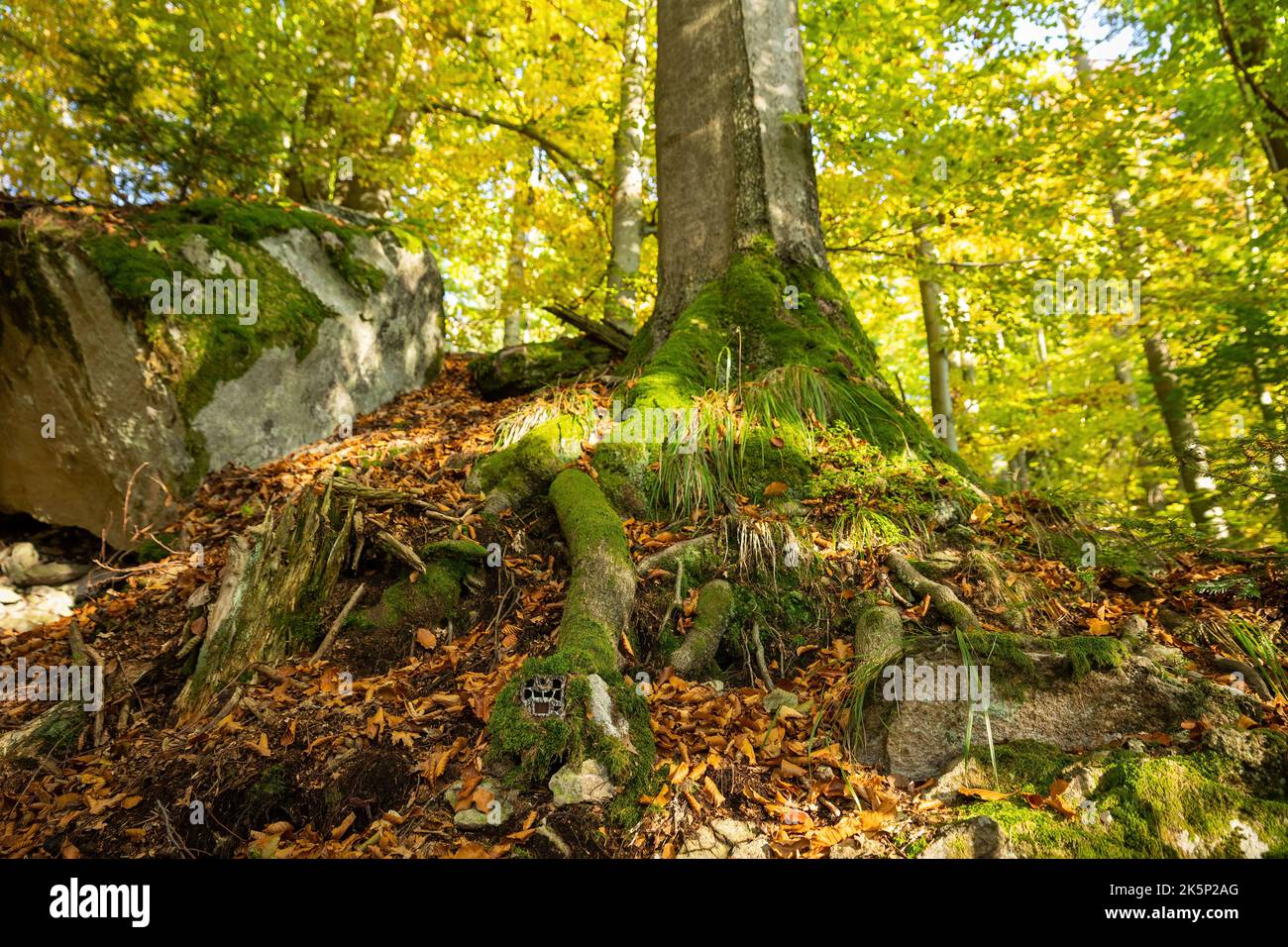 Piège de caméra caché dans les racines d'un grand arbre dans la forêt d'automne. Banque D'Images