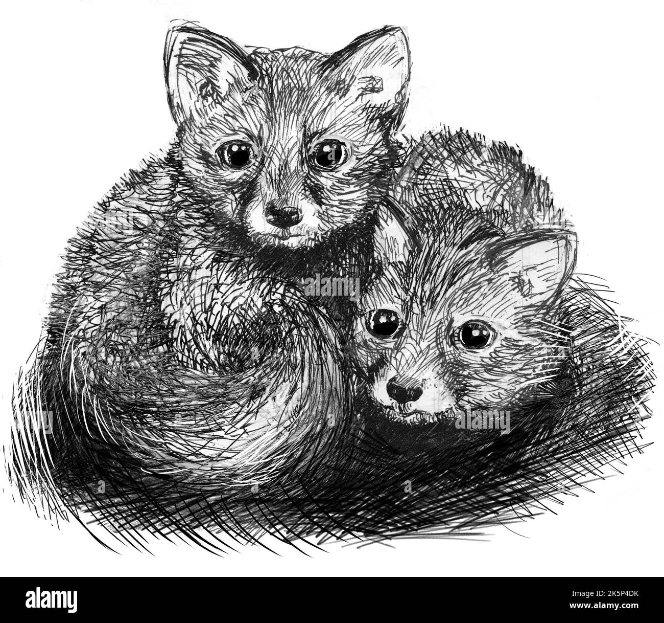 Deux mignons petits renards coudés ensemble. Dessin au stylo noir et blanc. Illustration faite à la main. Arrière-plan blanc. Banque D'Images