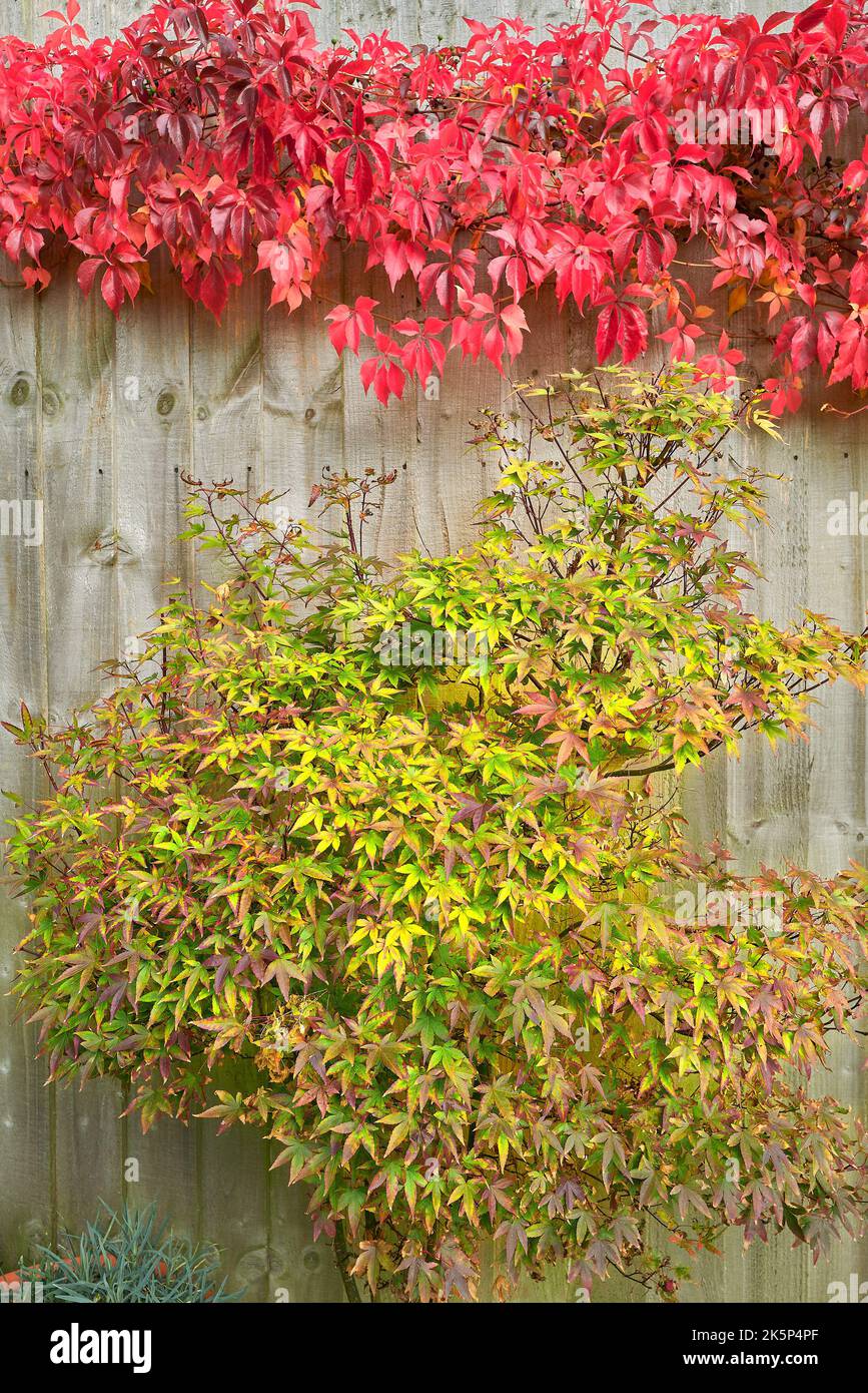 Couleurs rouges et vertes glorieuses émanant des feuilles d'une plante grimpante en train de mourir sur une clôture, en automne. Banque D'Images