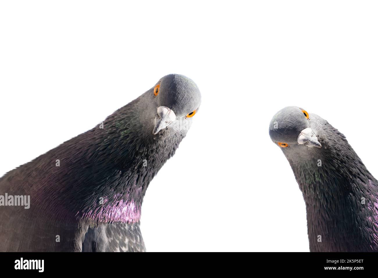 Les pigeons regardent la caméra isolée sur blanc Banque D'Images