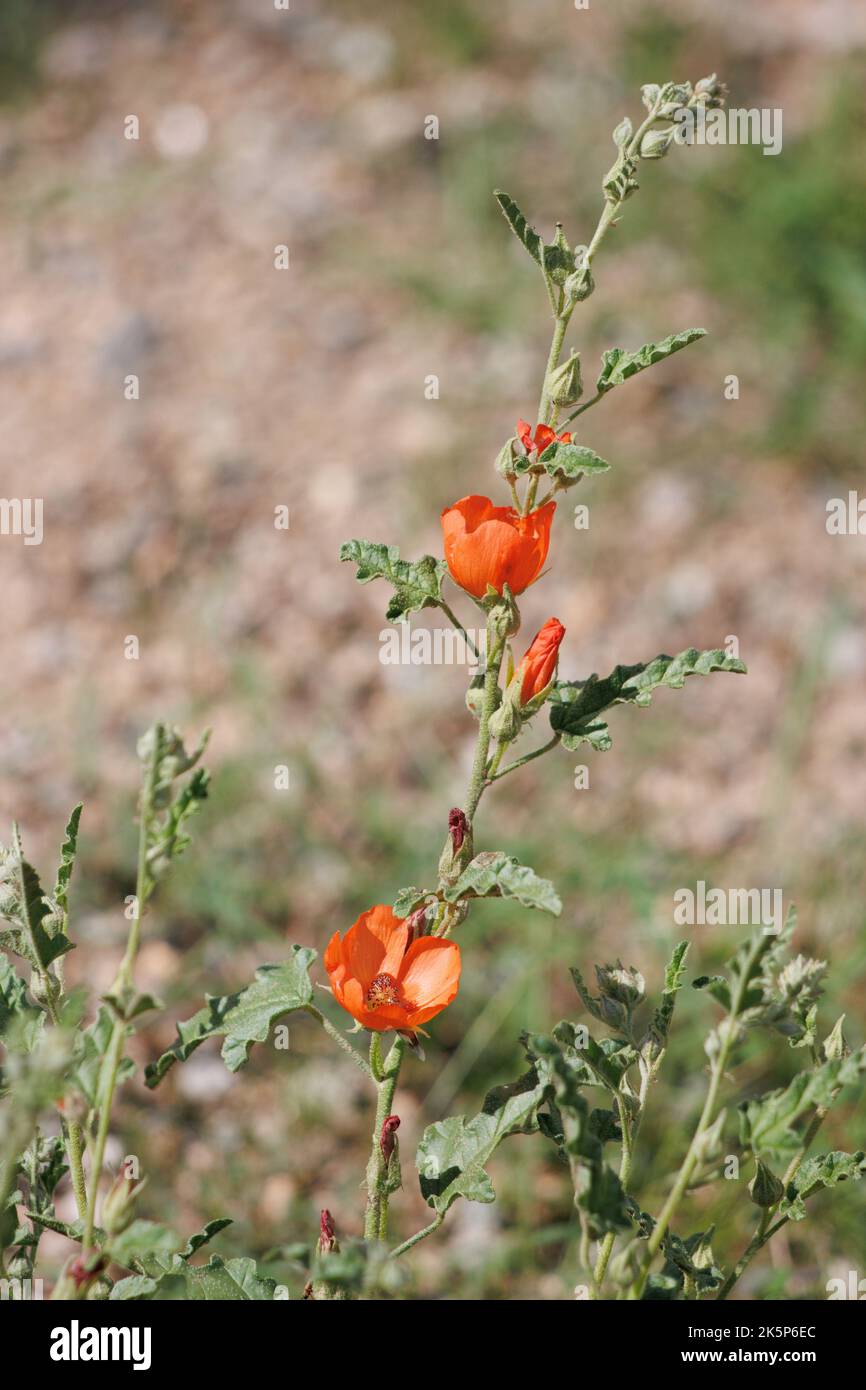 Inflorescence de race à fleurs d'orange de Sphaeralcea angustifolia, Malvaceae, sous-arbuste indigène dans les montagnes de la petite San Bernardino, été. Banque D'Images