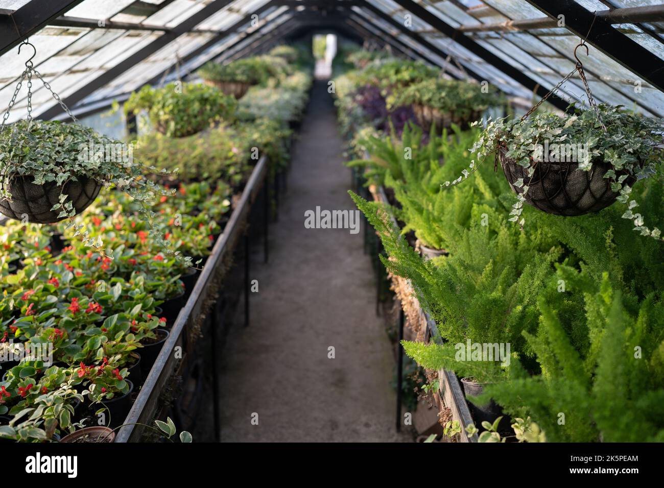 Vieille serre avec fleurs et plantes tropicales. Serre avec sentier de randonnée dans le jardin botanique Banque D'Images