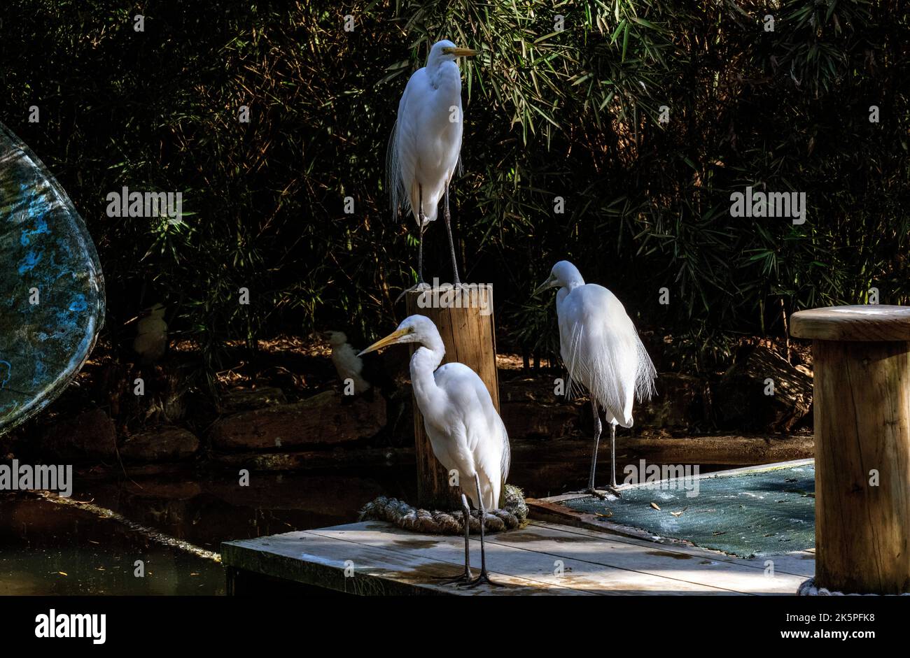 Trois Grands Egrets (Ardea alba) à Sydney, Nouvelle-Galles du Sud, Australie (photo de Tara Chand Malhotra) Banque D'Images