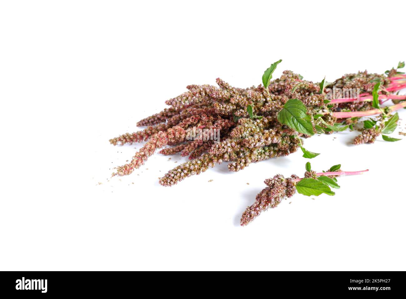 Branches de quinoa rouge avec graines sur fond blanc. Vue rapprochée de l'usine de jardin. Banque D'Images