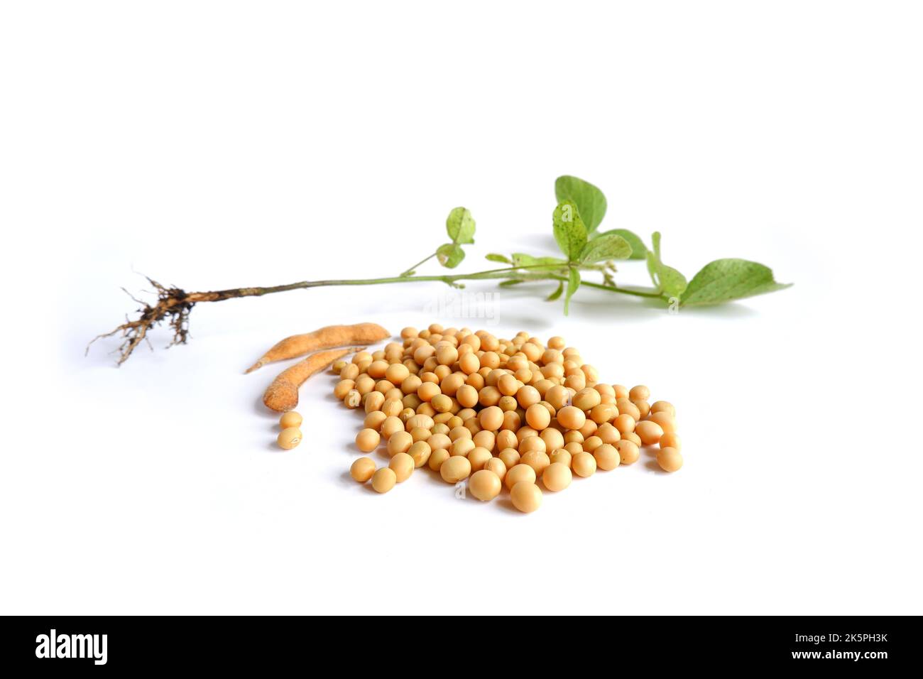 Glycine max Soja, grains, gousses et brindilles isolés sur fond blanc. Banque D'Images