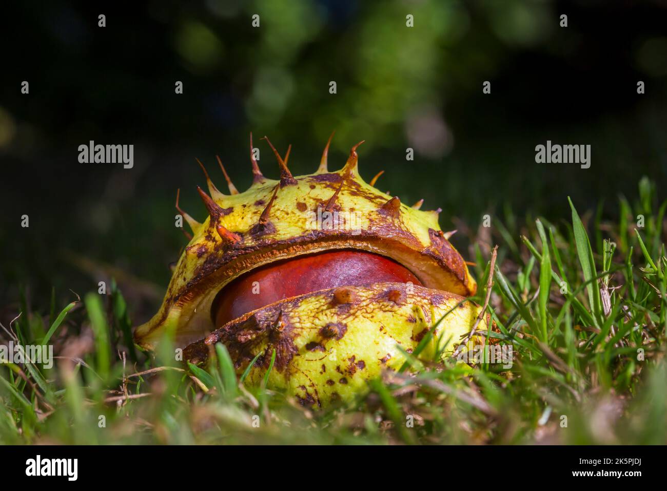 Conker dans sa coque sur le sol. Suffolk, Royaume-Uni. La graine d'un Chestnut de cheval, l'arbre d'Aesculiss hippocastanum. Banque D'Images
