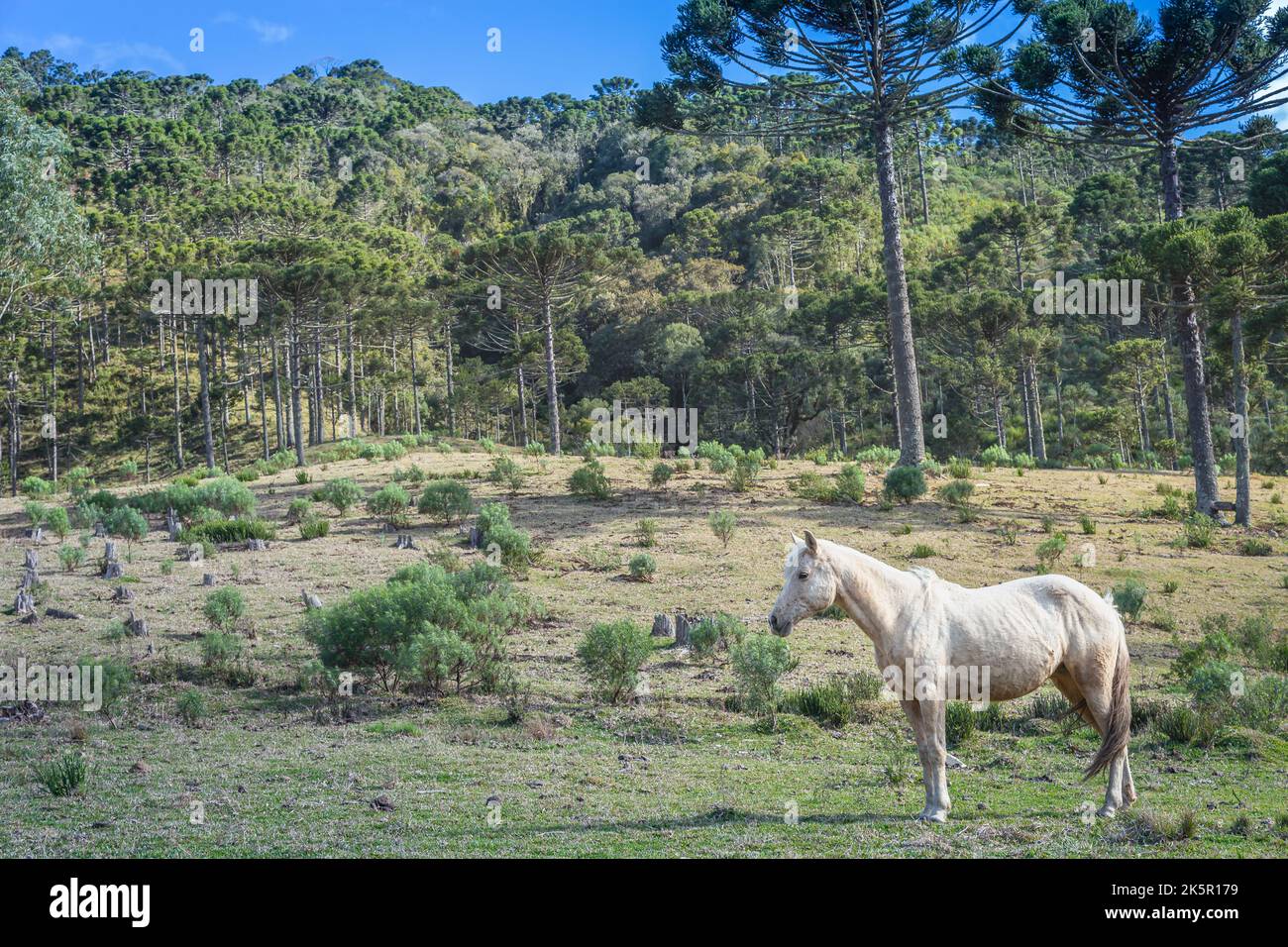 Cheval solitaire au ciel clair, paysage de pampa Rio Grande do Sul - Sud du Brésil Banque D'Images