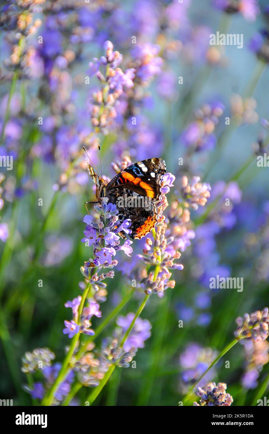 Papillon dans la nature Banque D'Images