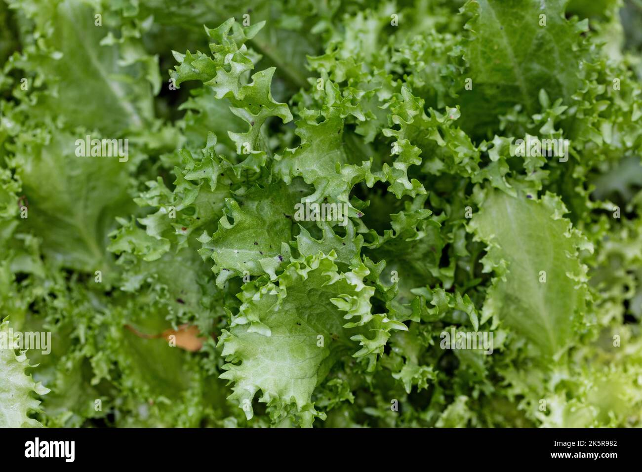 'Grosse Pancalière' endive, Sydcikoria (Cichorium endivia) Banque D'Images