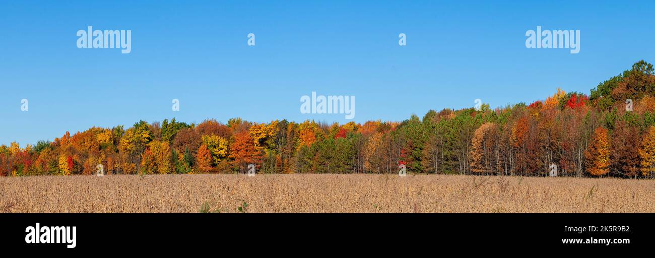 Forêt colorée du Wisconsin avec un ciel bleu, panorama Banque D'Images