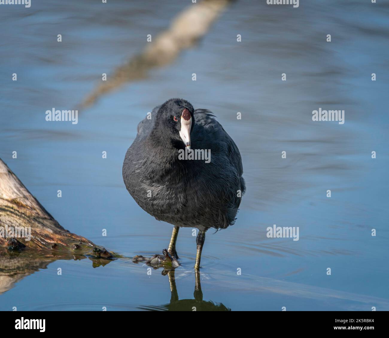 American Craot (Fulica americana) se prépare à la réserve naturelle du bassin de Sepulveda à Van Nuys, CA. Banque D'Images