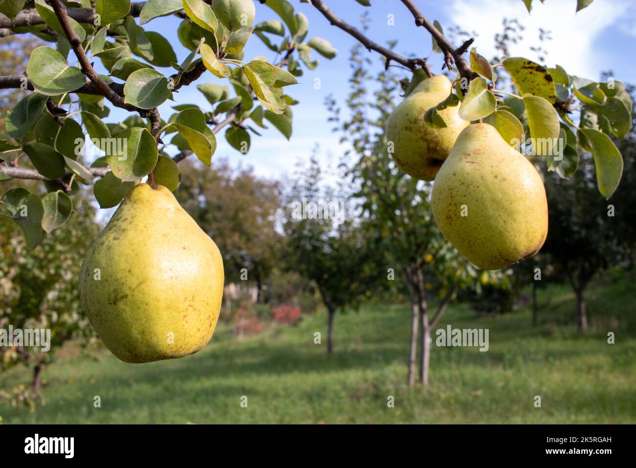 Grandes poires mûres jaunes accrochées sur les branches d'un jeune arbre dans le jardin. Récolte d'automne. Banque D'Images