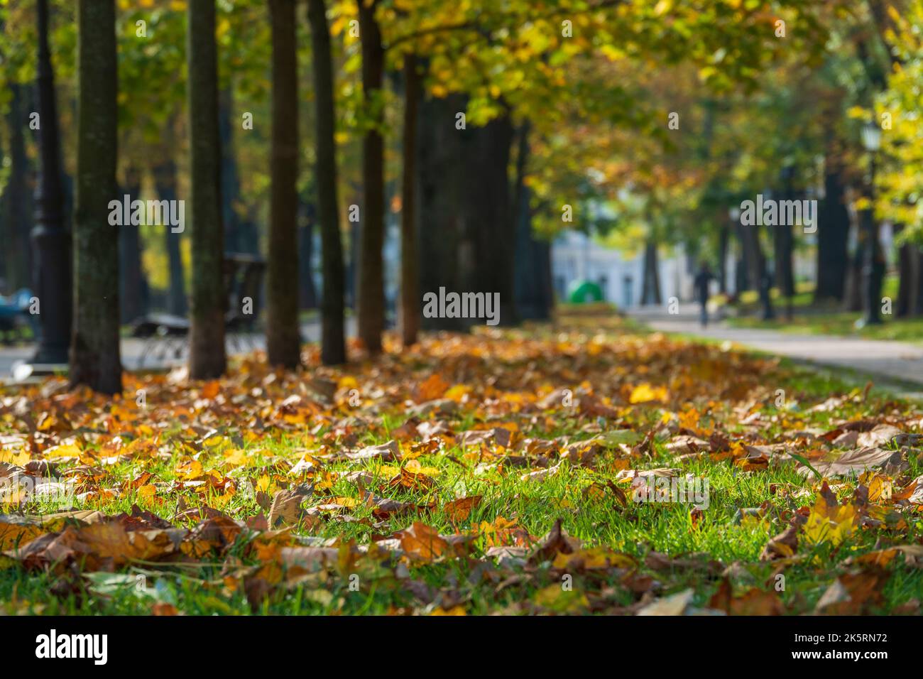 Tapis de feuilles tombées dans le parc d'automne. Belle matinée dans le parc de la ville. Mise au point sélective sur le premier plan. Banque D'Images