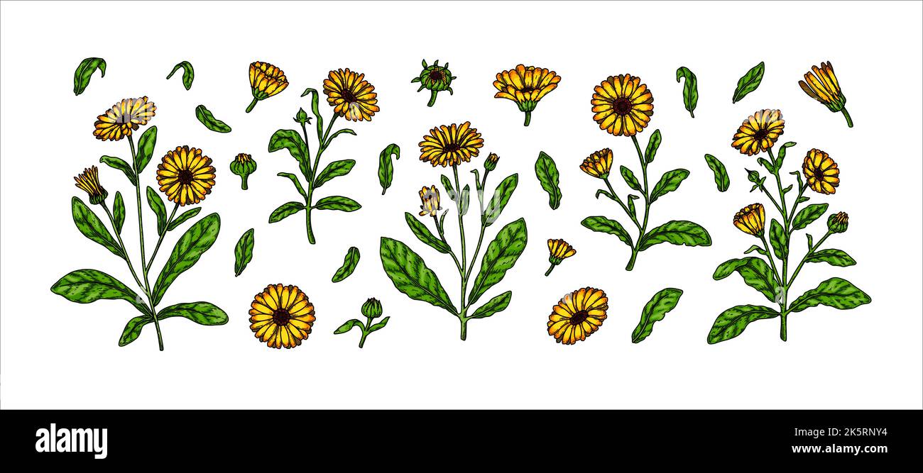 Ensemble de plantes à fleurs calendula dessinées à la main isolées sur fond blanc. Illustration vectorielle dans un style d'esquisse coloré. Élément de conception botanique Illustration de Vecteur