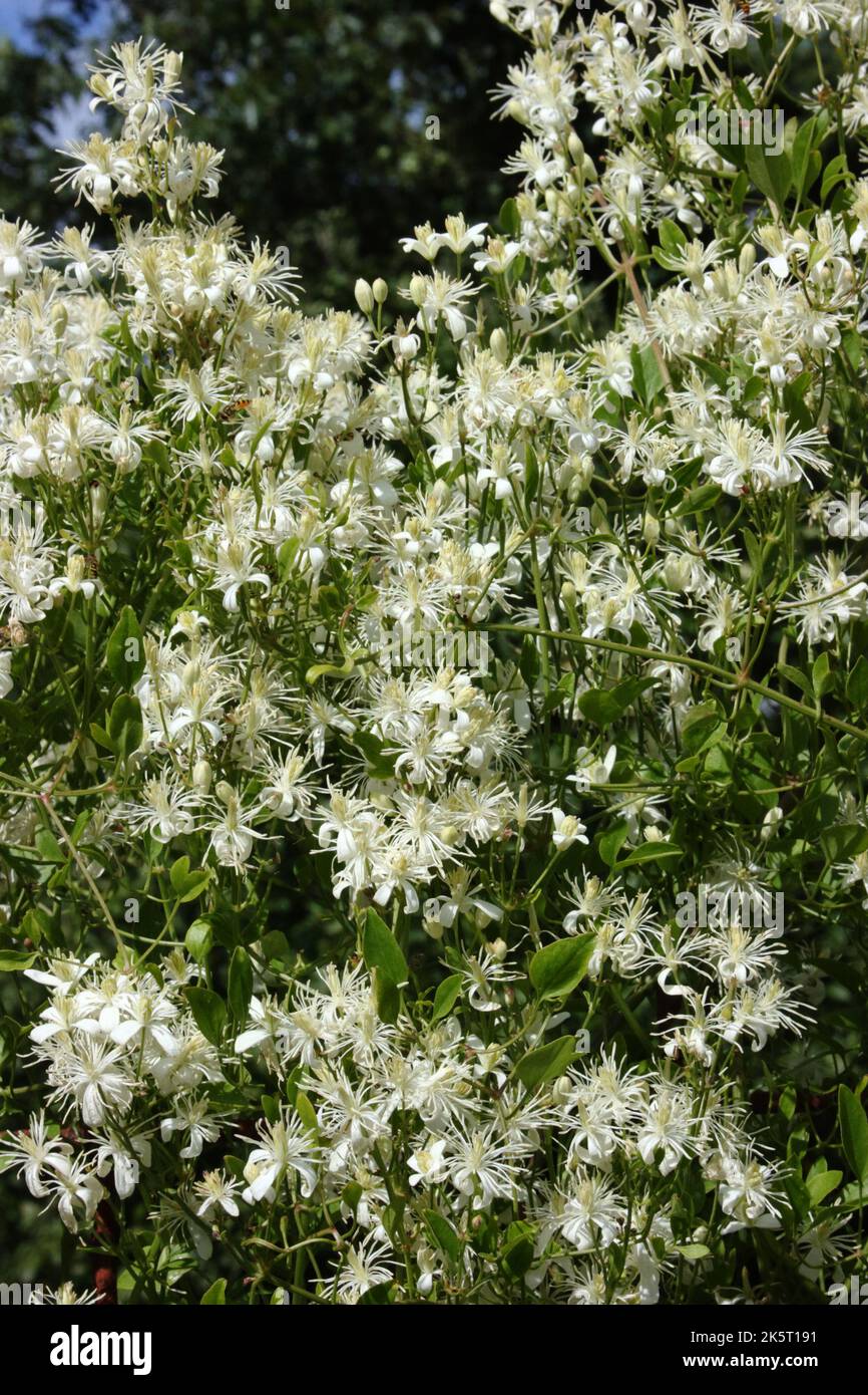 Fleurs de bower (Clematis flammula) de vierge parfumée. Banque D'Images
