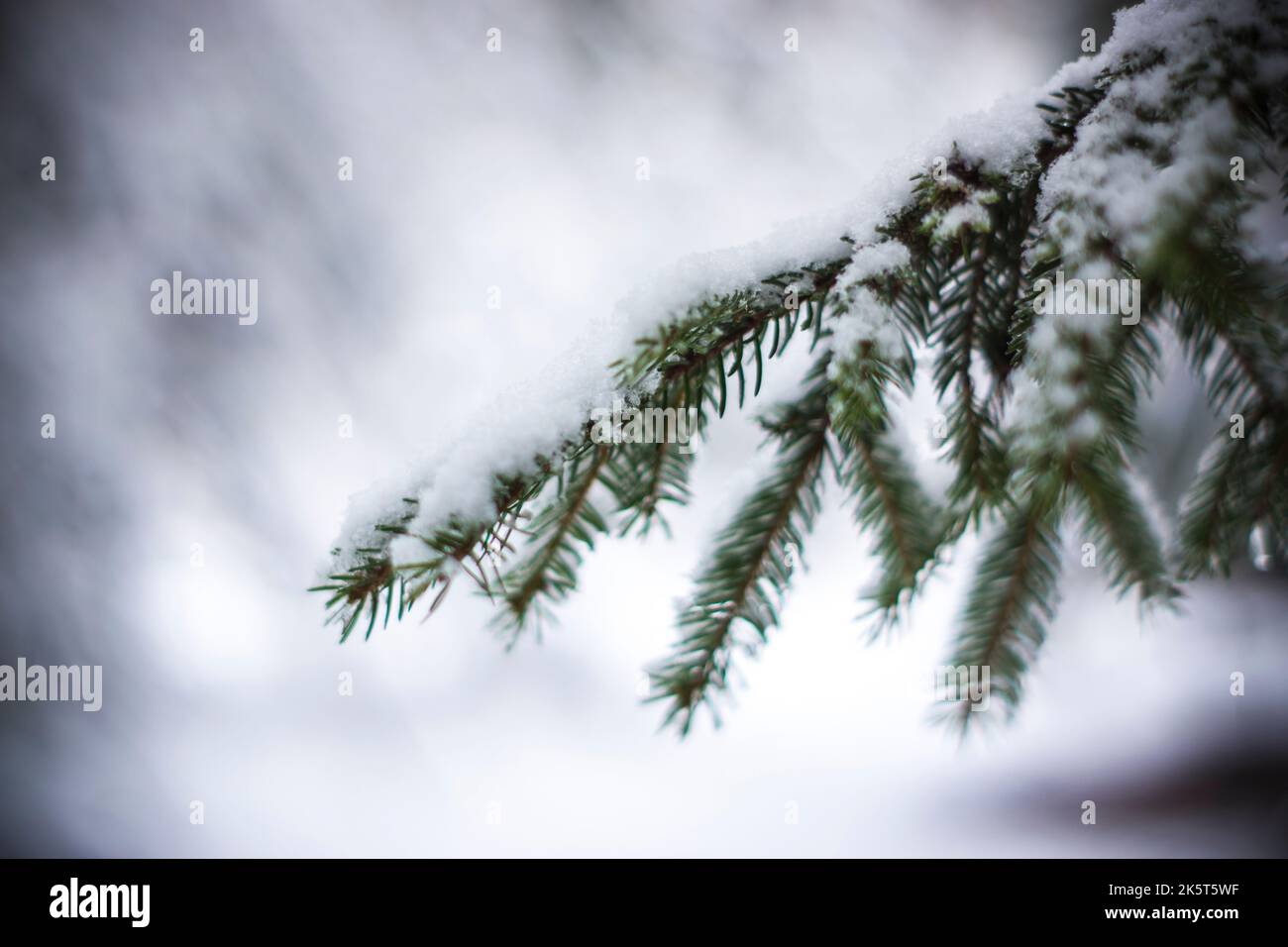 Maison en bois d'hiver dans la forêt de neige Banque D'Images