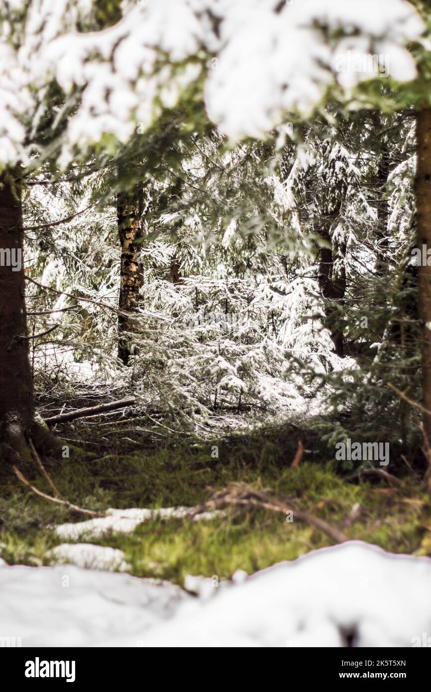 Maison en bois d'hiver dans la forêt de neige Banque D'Images