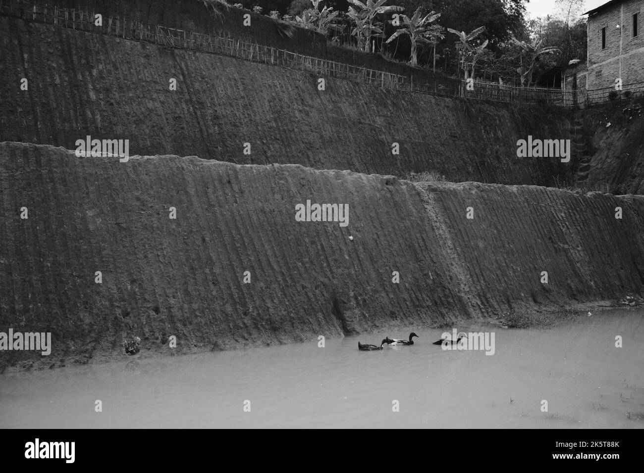 Natation sur l'étang, photo monochrome de trois canards nageant dans une flaque dans la région de Cikancung - Indonésie Banque D'Images