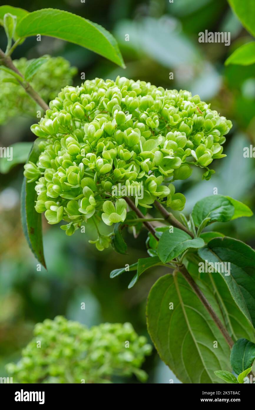 Viburnum macrocephalum 'Sterile', boule de neige chinoise 'Sterile'. Arbuste semi-évergreen, fermes denses de fleurs blanches stériles Banque D'Images