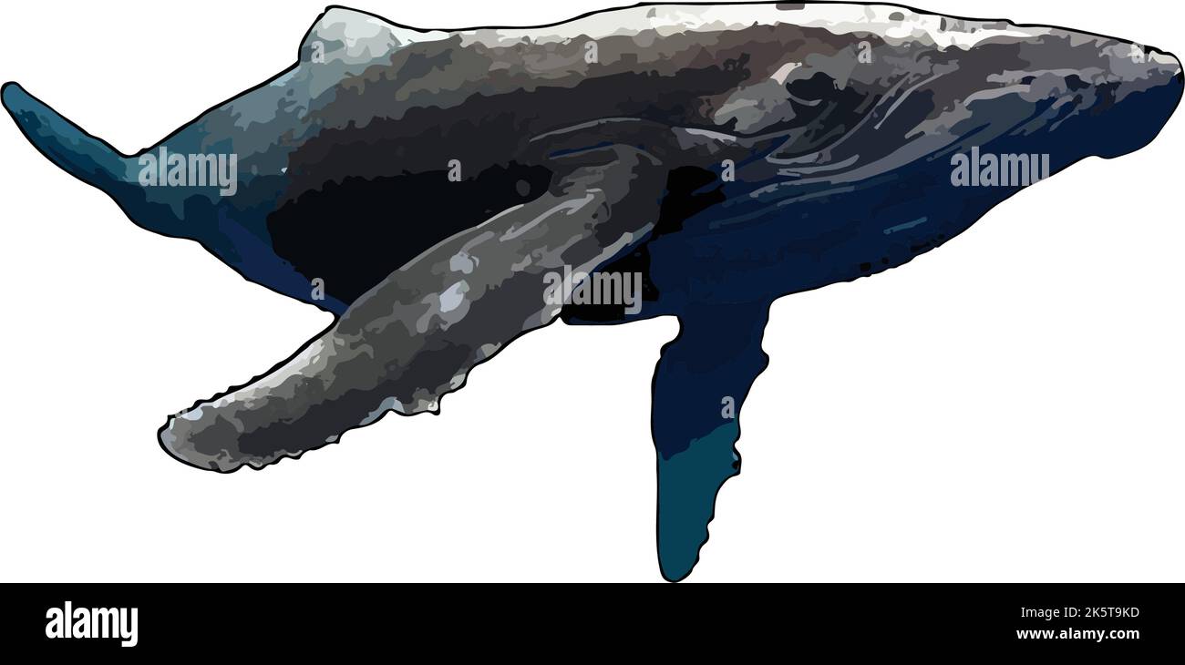 Portrait numérique de la baleine à bosse pour l'art mural, le design ou l'affichage. Illustration de Vecteur