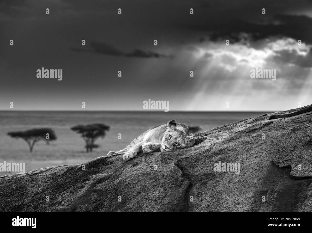 Une journée fatigante. Afrique : CES IMAGES INCROYABLES d'un photographe britannique capturent tout le drame de la faune africaine, des zèbres étincelants aux plus proches Banque D'Images