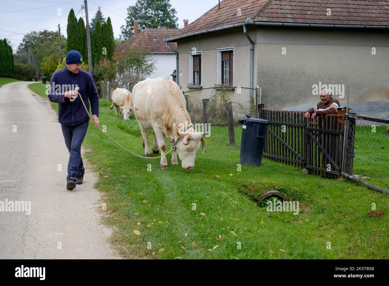 homme local marchant ses deux vaches laitières dans le pâturage à travers un petit hameau rural voie zala county hongrie Banque D'Images