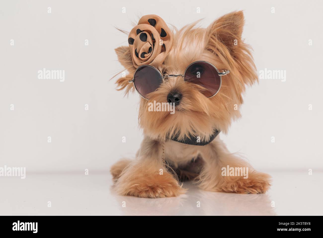 adorable petit chien terrier du yorkshire avec noeud sur la tête, lunettes  de soleil et collier devant un fond beige en studio Photo Stock - Alamy