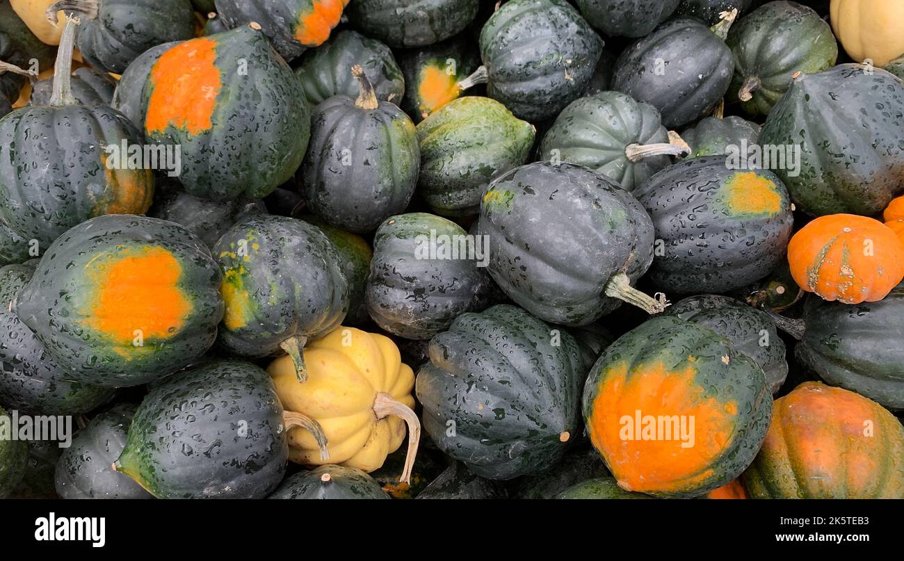 Le courge d'Acorn frais d'un marché agricole le jour frais de l'automne au Canada Banque D'Images