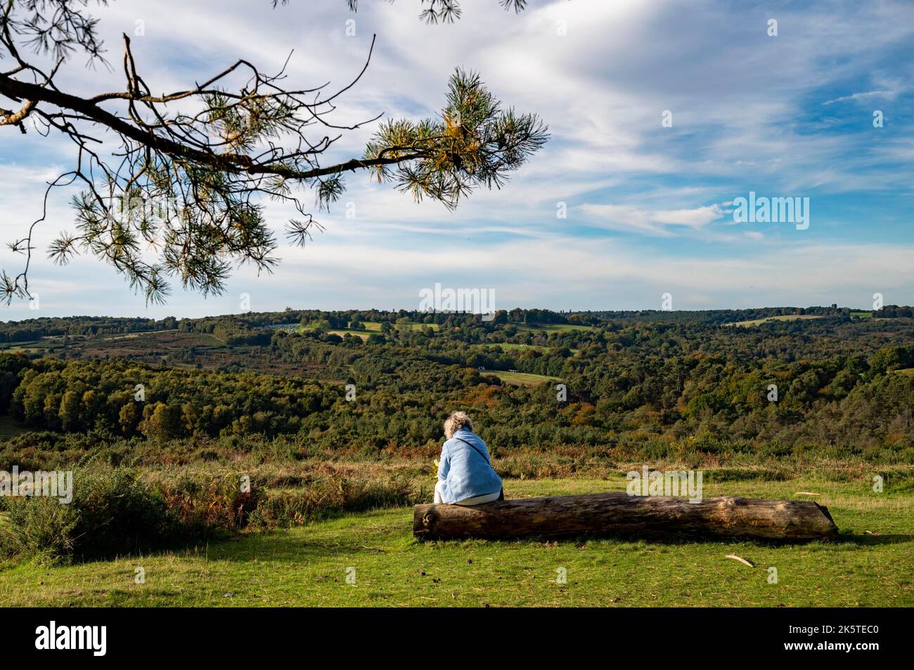 Femme assise sur un vieux arbre qui regarde la forêt d'Ashdown le jour ensoleillé de l'automne , East Sussex , Angleterre Royaume-Uni Banque D'Images