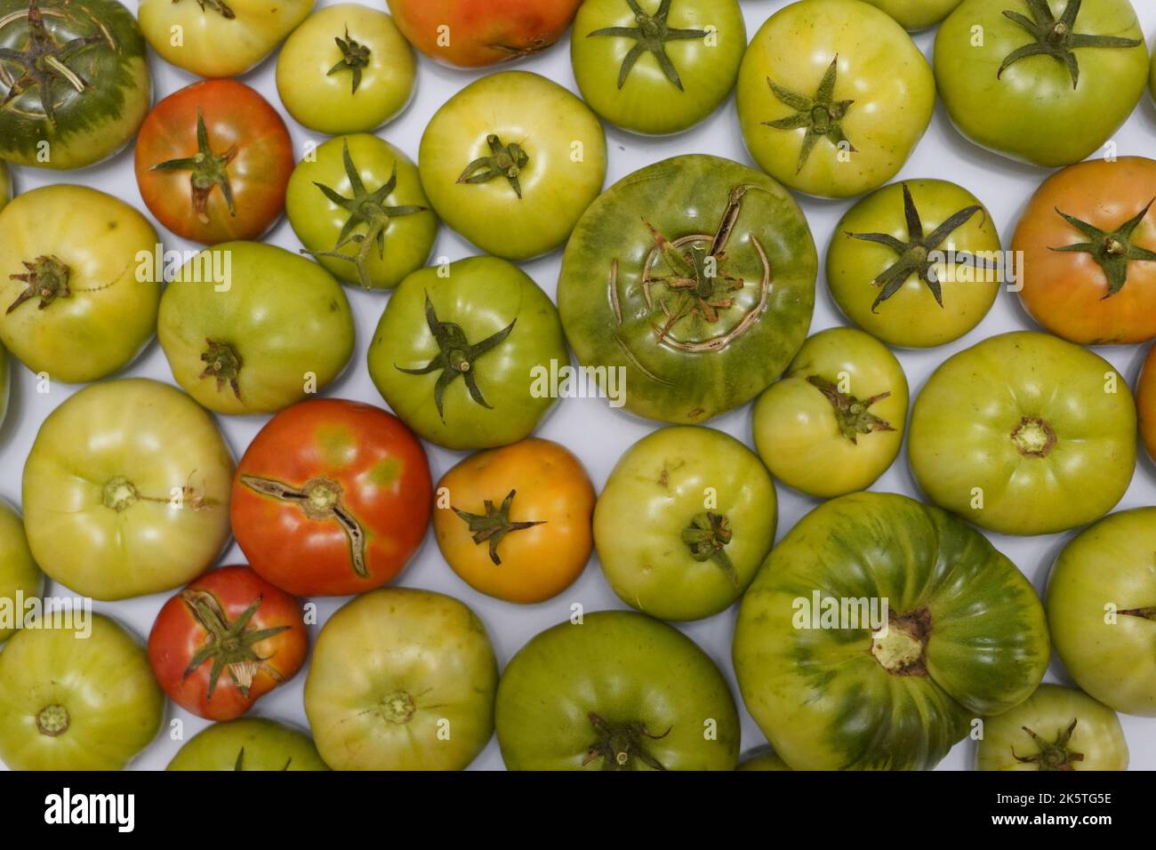 Fruits d'automne à vendre sur un marché agricole à Wakefield, tomates vertes, tomates rouges et vertes saines sur le marché espagnol, tomates rouges fraîches prêtes Banque D'Images