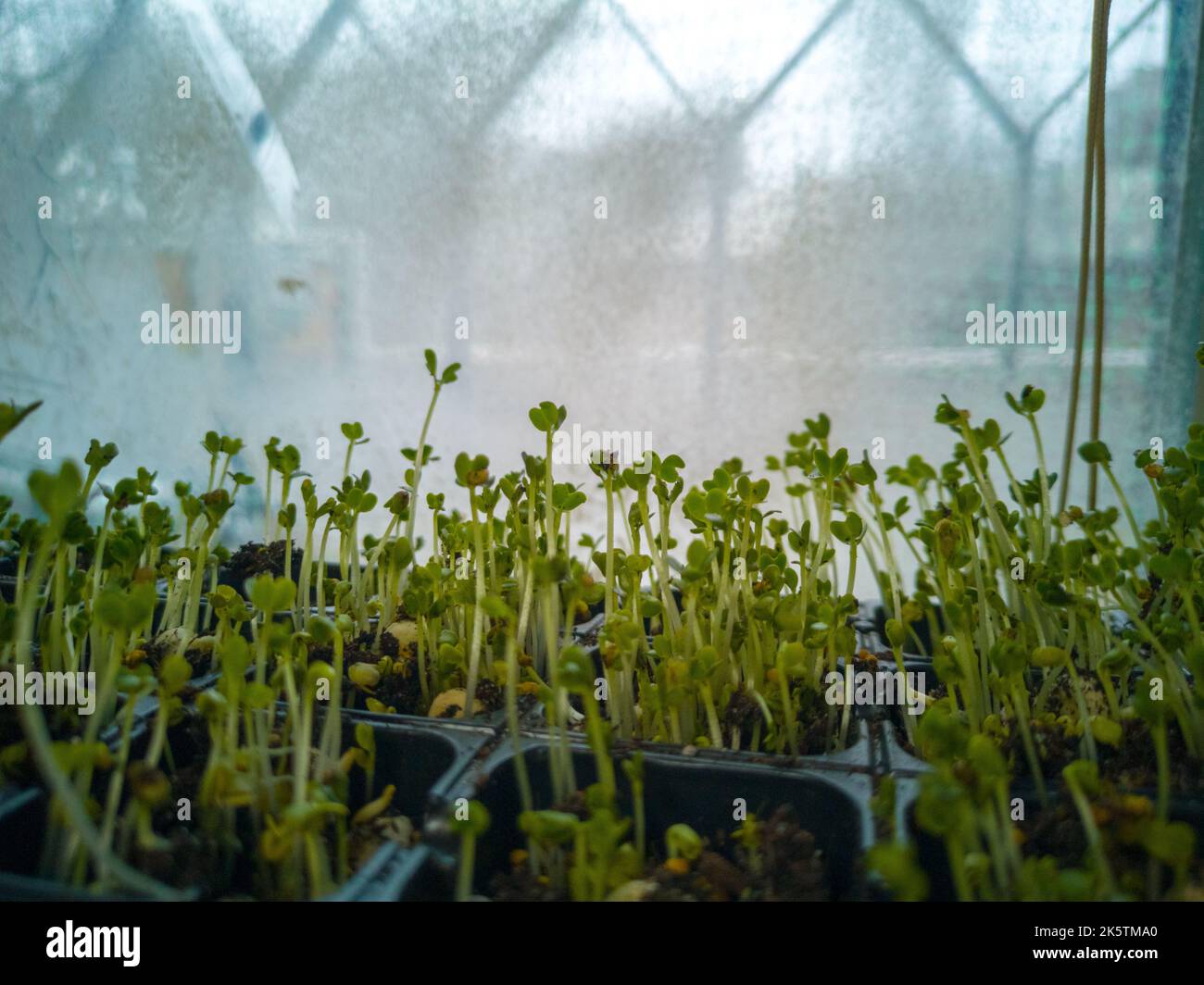 Microgreens de radis à la fenêtre. Végétalien et concept alimentaire sain. Banque D'Images