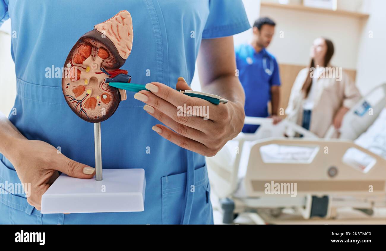 Urologie et traitement des maladies rénales. Modèle anatomique du rein humain entre les mains du