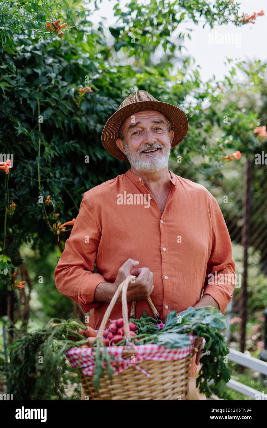 Homme heureux de récolter des légumes de son jardin. Banque D'Images