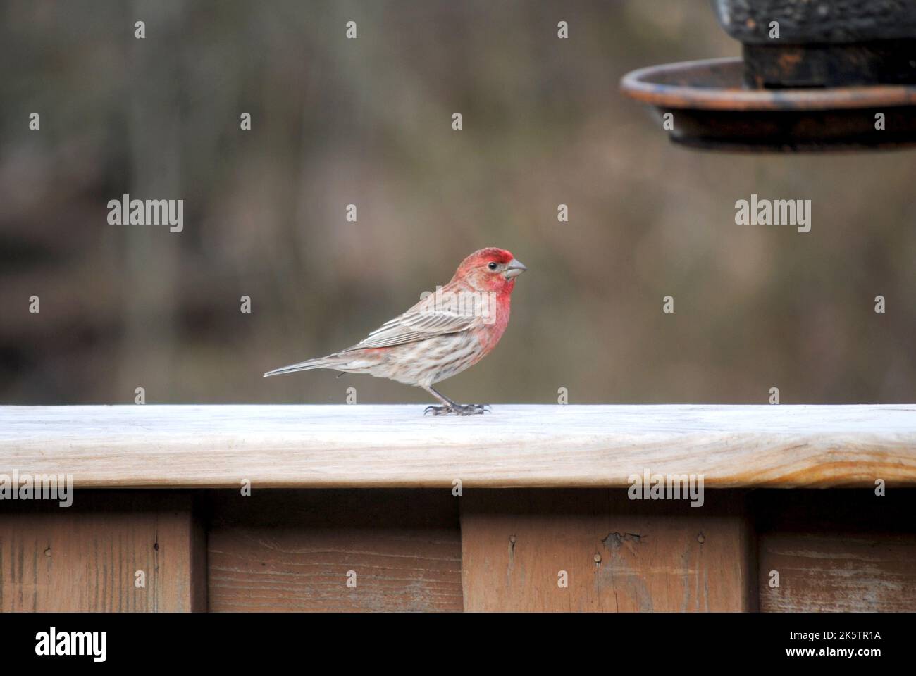 Redpoll commun (Carduelis flammea) Homme Banque D'Images