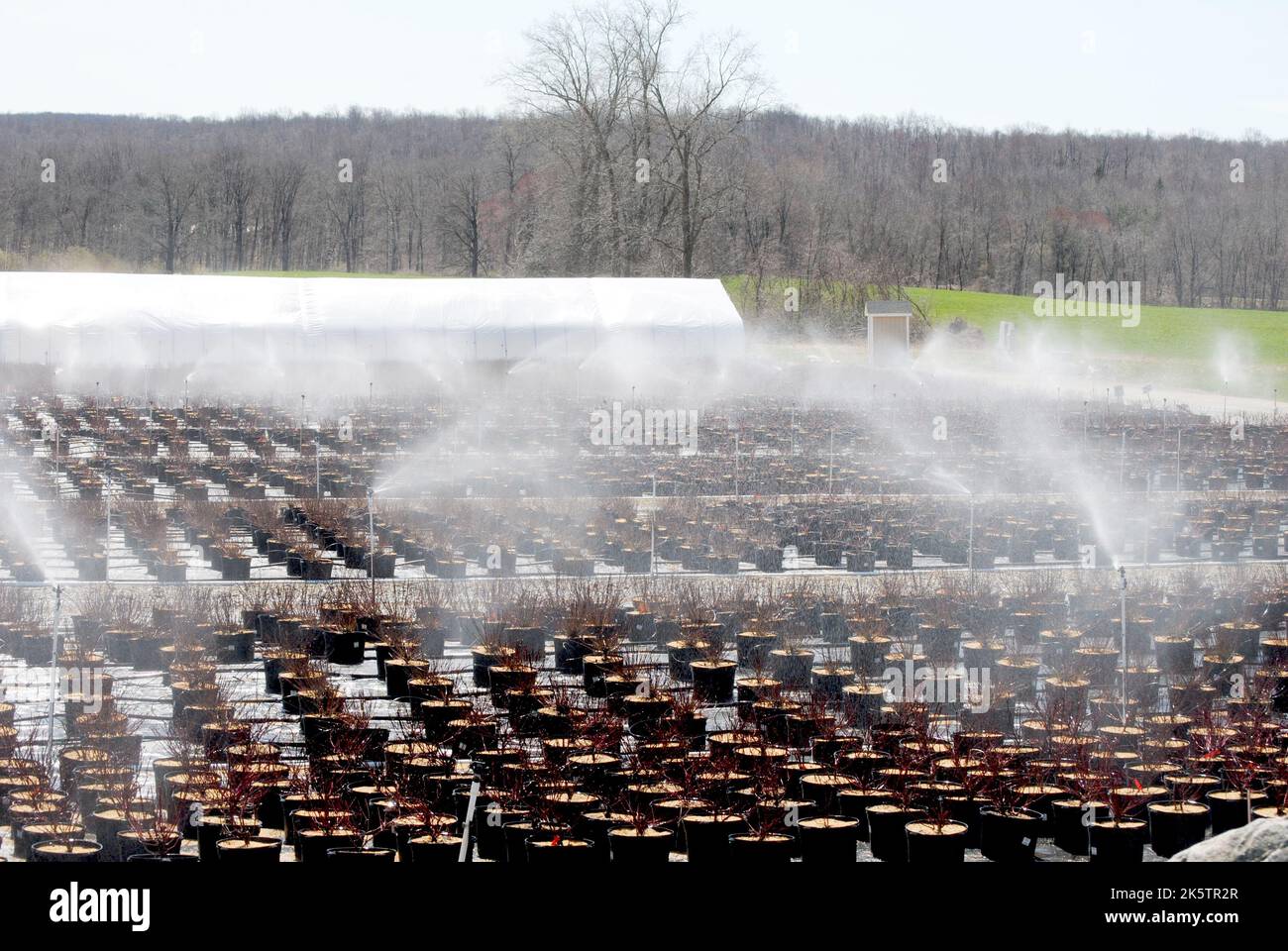Entreprise agricole arrosage de l'inventaire des plantes Banque D'Images