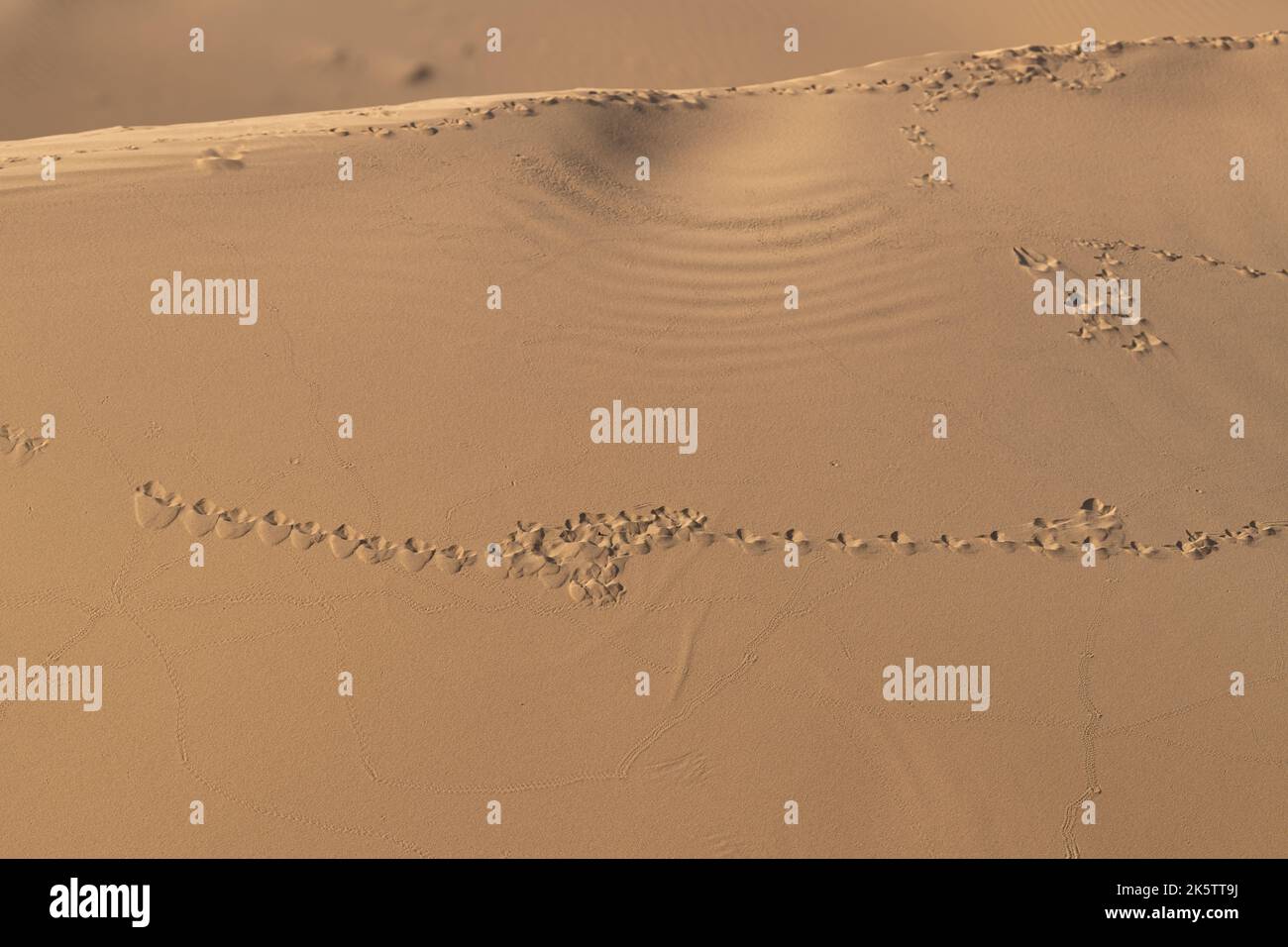 Pistes animales sur les dunes de sable de la réserve naturelle du désert Al Marmoom à Al Qudra à Dubaï, Émirats arabes Unis. Banque D'Images