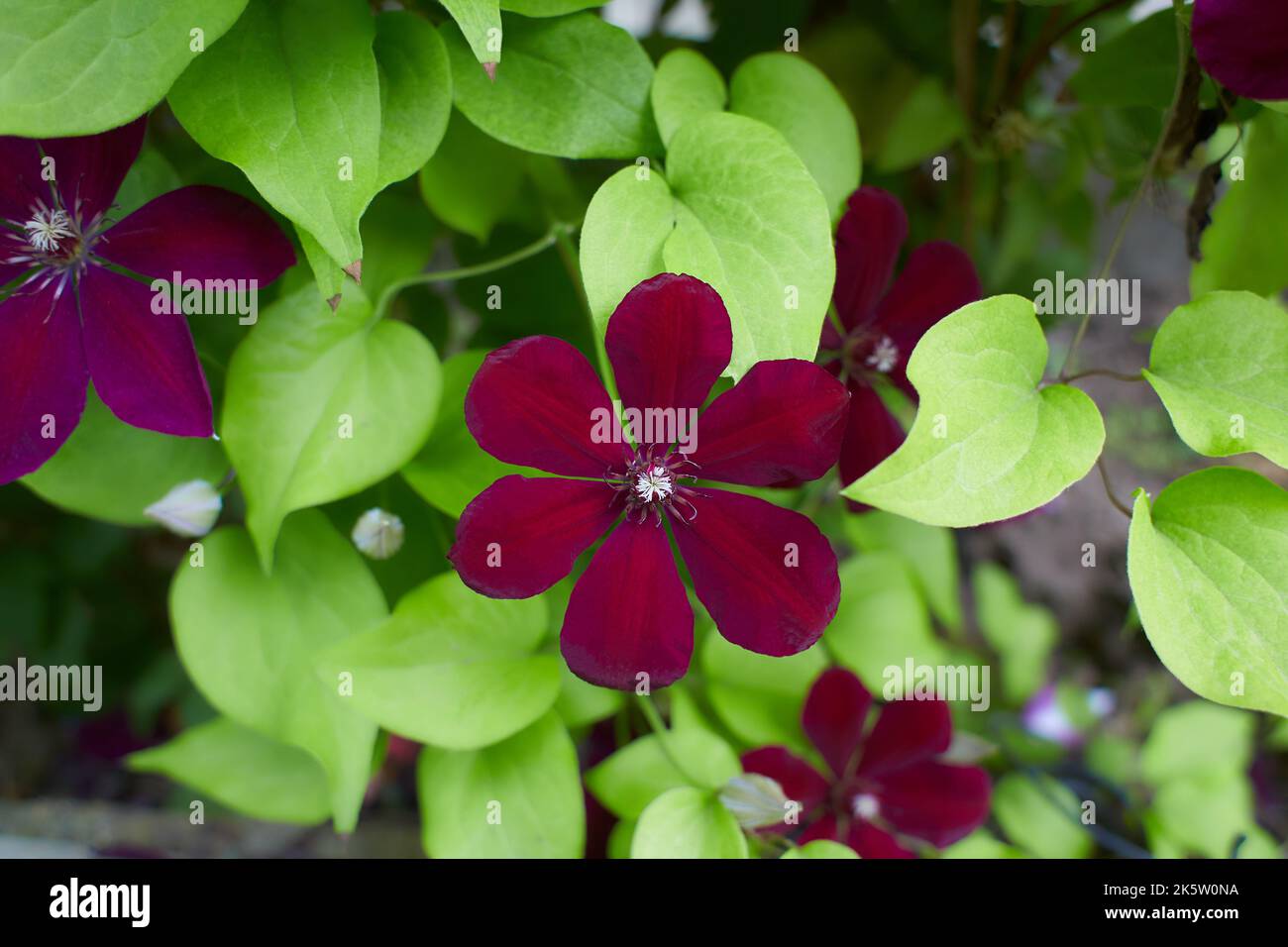 Clématites fleur violette, La Reine de grimpeurs, isolé, Close up. Banque D'Images