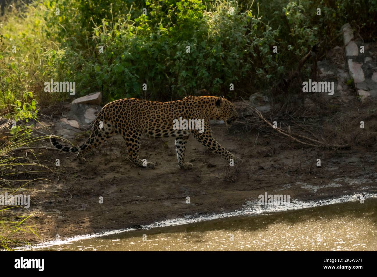 léopard ou panthère femelle sauvage ou panthera pardus fusca sur une promenade près du trou d'eau naturel pendant la saison verte de mousson dans la réserve de léopard jhalana safari Banque D'Images