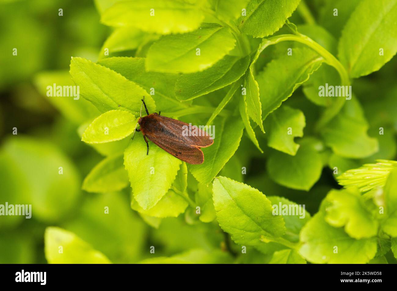 Papillon de rubis adulte s'arrêtant sur des feuilles de myrtille fraîches dans une forêt boréale estonienne Banque D'Images