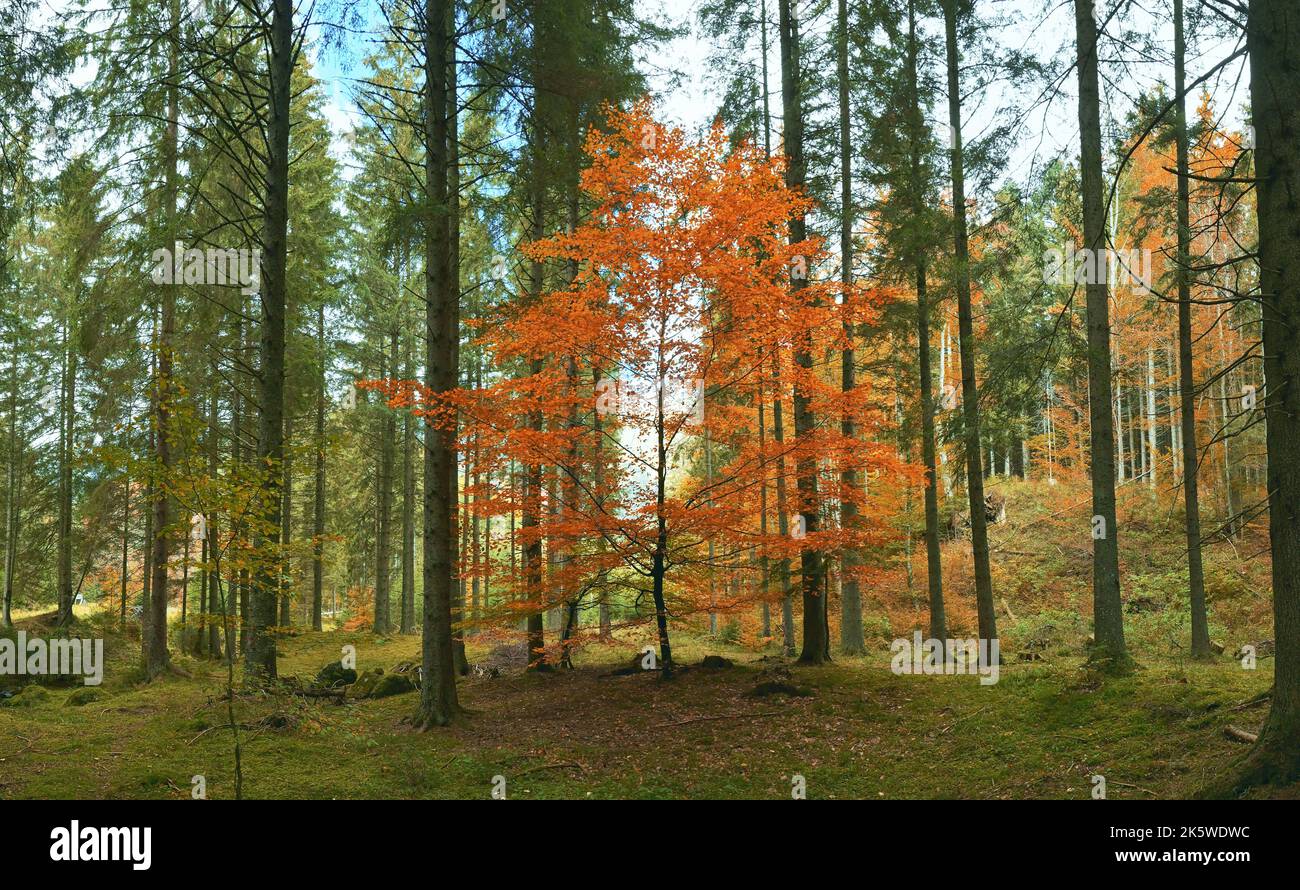 Arbre d'automne doré solitaire dans la forêt d'octobre Banque D'Images