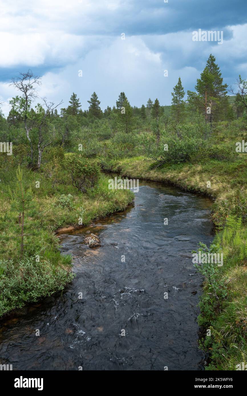 Petit ruisseau qui coule au milieu du parc national estival d'Urho Kekkonen, dans le nord de la Finlande Banque D'Images