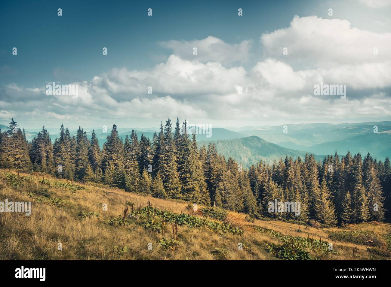 Magnifique paysage forestier d'automne. Pins et prairie d'herbe jaune contre ciel bleu nuageux. Les montagnes alpines sont impressionnantes par temps ensoleillé. Un arrière-plan naturel époustouflant. Voyage, aventure, concept image. Banque D'Images