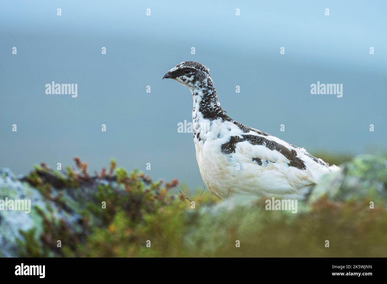 Alerte oiseau de chasse de taille moyenne Ptarmigan de roche debout sur une surface rocheuse dans le parc national d'Urho Kekkonen, dans le nord de la Finlande Banque D'Images