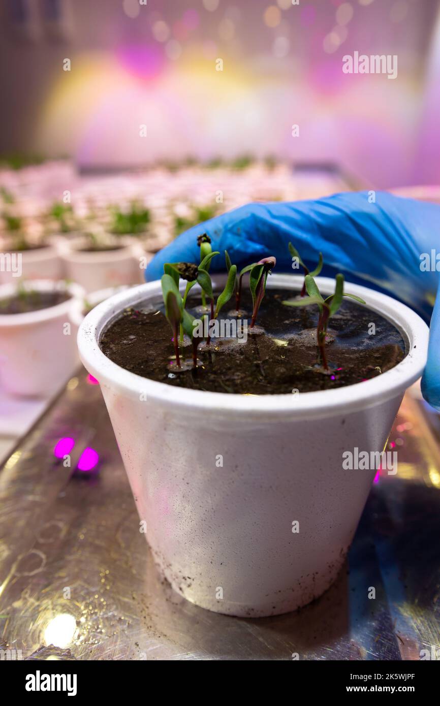 Pots blancs avec des semis de betteraves, petits pois dans un climat artificiel Banque D'Images