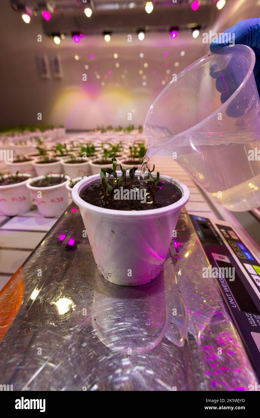 Pots blancs avec des semis de betteraves, petits pois dans un climat artificiel Banque D'Images