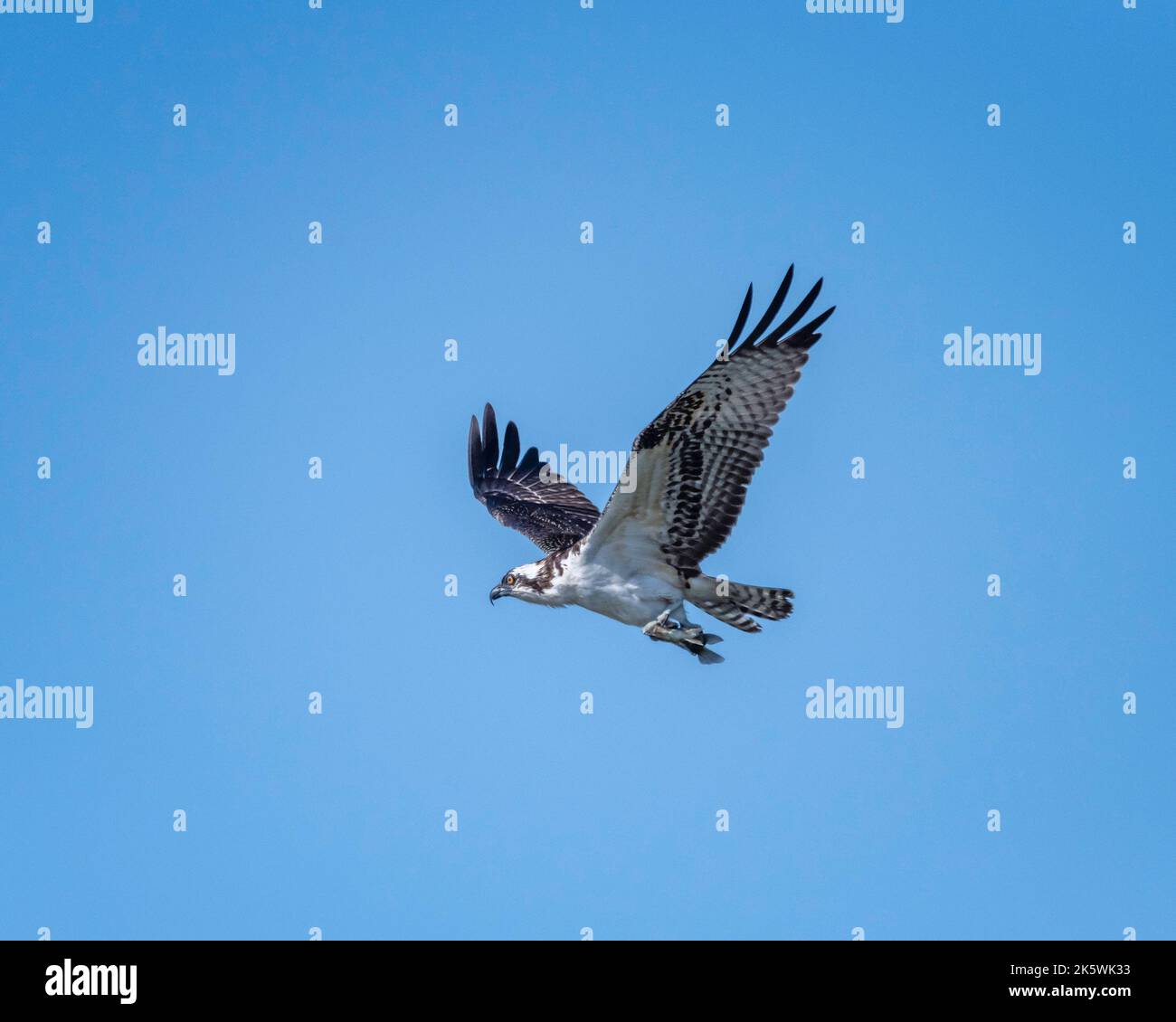 Un Osprey (Pandion haliatus) capture un poisson dans la réserve naturelle du bassin de Sepulveda à Van Nuys, CA. Banque D'Images