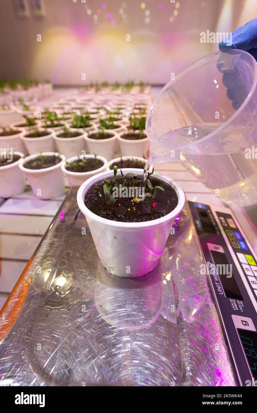 Pots blancs avec des semis de betteraves, petits pois dans un climat artificiel Banque D'Images