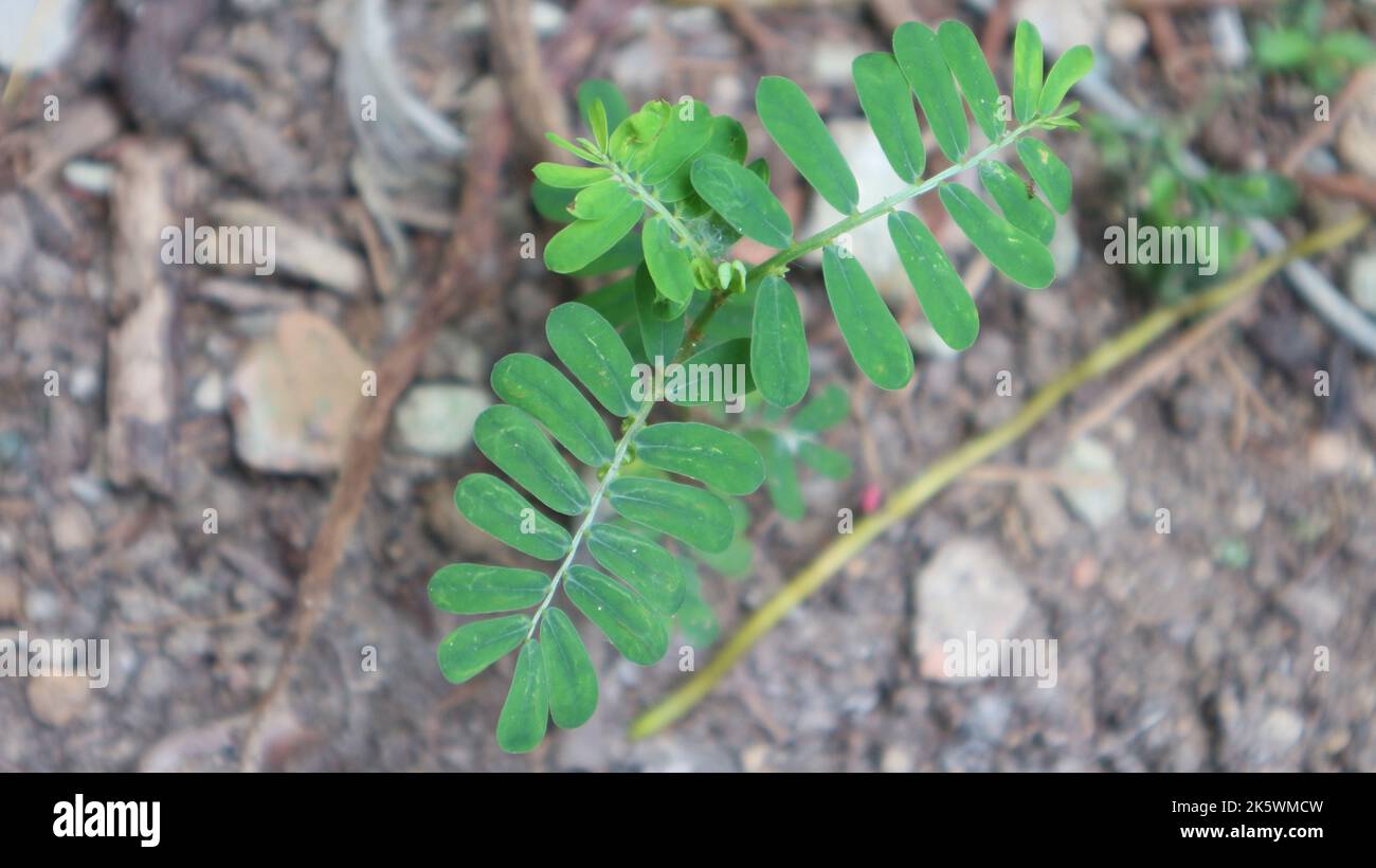 L'arbre de Petai est un type de plante légumineuse, et vient de l'Asie du Sud-est. Banque D'Images